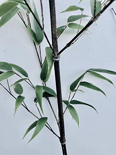 Schwarzer Bambus -Phyllostachys nigra- Frostharter/Winterharter Bambus -20 Samen- Rar von Samenchilishop (Immer nur einmal Versand)