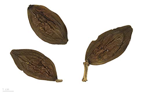 Seemandelbaum -terminalia catappa- ''Saatgut Mengenauswahl'' (10) von Samenchilishop (Immer nur einmal Versand)