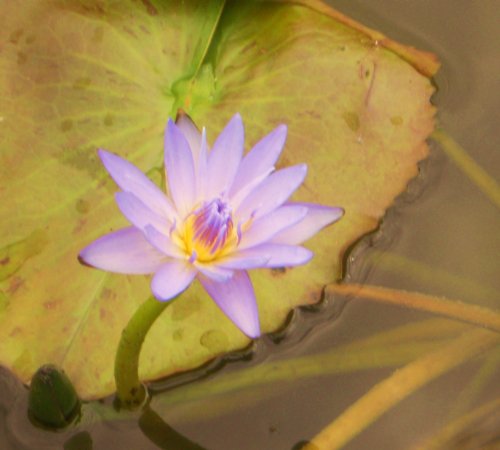 Seerosen Samen (Für Teich und Aquarium) 10 frische Samen + Anzuchtanleitung ***Freie Farb-Sorten Auswahl*** (Seerose Violettblühend) von Samenchilishop (Immer nur einmal Versand)