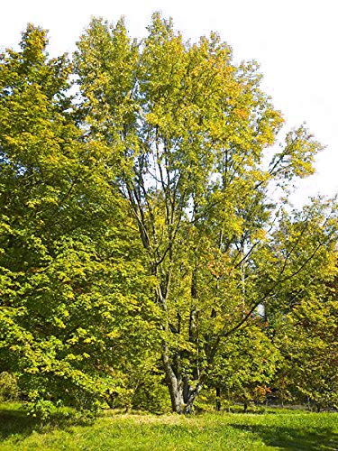 Silber-Ahorn -acer saccharinum- 50 Samen (Winterhart) von Samenchilishop (Immer nur einmal Versand)