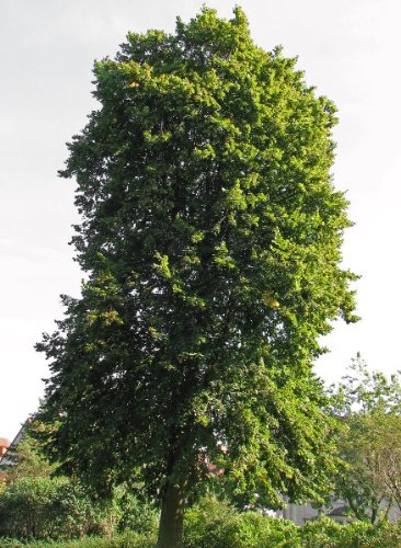 Sommerlinde 20 Samen - Winterhart -''Tilia platyphyllos'' Auch Bonsai geeignet< von Samenchilishop (Immer nur einmal Versand)