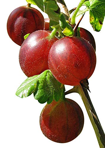 Stachelbeere 10 Samen -Winterhart- -Ribes uva-crispa - von Samenchilishop (Immer nur einmal Versand)