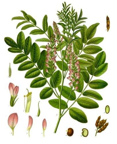 Süßholzpflanze, Lakritze -Glycyrrhiza glabra- - ca 100 Samen von Samenchilishop