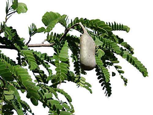 Tamarinde -Indischer Dattelbaum- (Tamarindus indica) 10 Samen von Samenchilishop (Immer nur einmal Versand)