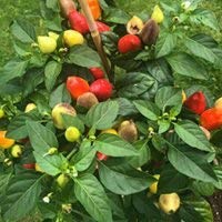 Tennessee Tear Drop -Mini Bonsai Chili- RARITÄT * IDEAL FÜR DIE FENSTERBANK * von Samenchilishop
