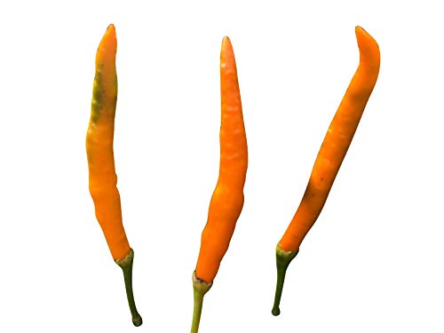 Thaichili **Thai-Large-Orange** 10 Samen von Samenchilishop (Immer nur einmal Versand)