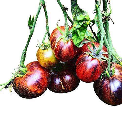 Tomate *DARK GALAXY* 10 Samen -Fruchtig & Süß- von Samenchilishop