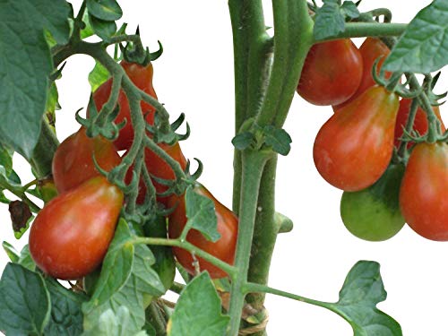 Tomate Saatgut nach Sorten, je 10 Samen (Rotes Birnchen) von Samenchilishop (Immer nur einmal Versand)