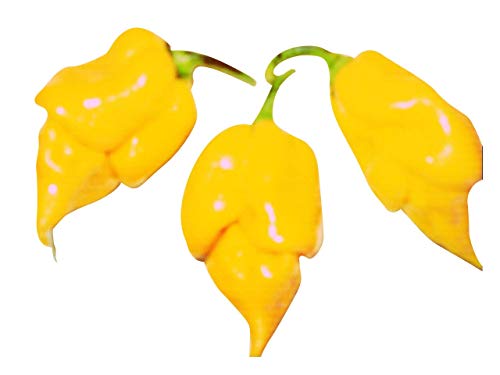 Trinidad Scorpion (Yellow, eine der schärfsten Chilis der Welt) 10 Samen von Samenchilishop von Samenchilishop