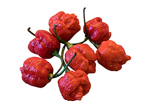 Trinidad Scorpion Moruga Red 5 Samen mit 2.000.000 Scoville von Samenchilishop (Immer nur einmal Versand)