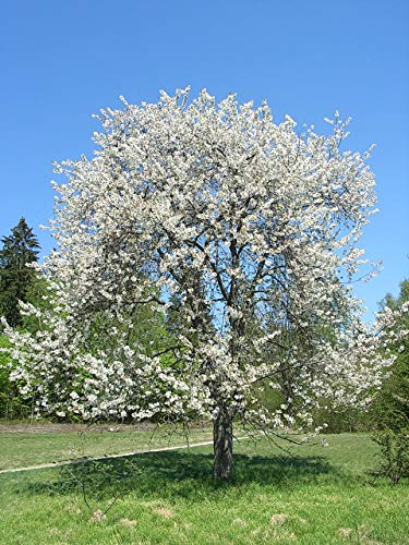 Vogel-Kirsche (Prunus avium) 5 Samen von Samenchilishop (Immer nur einmal Versand)