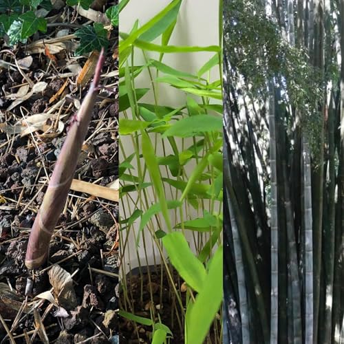 Wasserbambus Winterhart 50 Samen -Phyllostachys heteroclada- -Neuheit- von Samenchilishop (Immer nur einmal Versand)