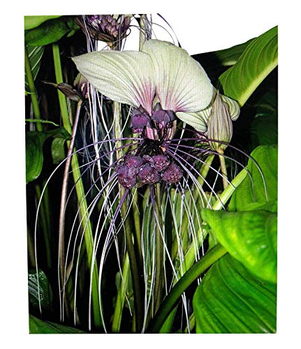 Weiße Fledermausblume "White-Bat-Flower" - Tacca integrifolia *10 Samen* >Teufelsblume< von Samenchilishop (Immer nur einmal Versand)