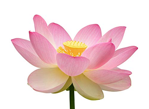 Winterharte Lotus Blumen -Mischung- *Pink und Weis* (Nelumbo nucifera) 6 Samen -Getrennt Verpackt- Von Samenchilishop !!! von Samenchilishop (Immer nur einmal Versand)