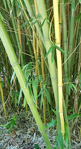 Winterharter Riesen Bambus 1.000 Samen (Bis zu 35 Meter Hoch) von Samenchilishop (Immer nur einmal Versand)