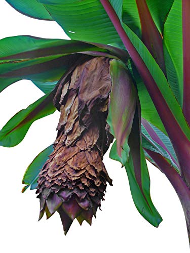 Zierbanane (Ensete ventricosum) **Frosthart und robust** von Samenchilishop (Immer nur einmal Versand)
