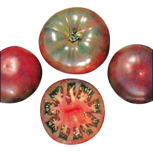 Tomate - Cherokee Purple 10 Samen Tomate - Cherokee Purple 10 Samen von Samenchilishop