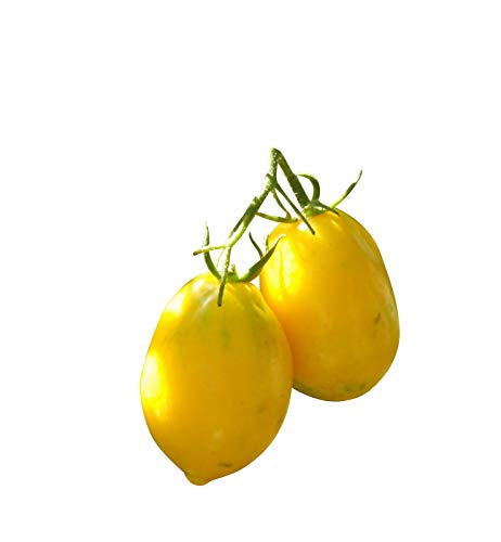 Zitronen Tomate -Plum Lemon- 10 Samen -Sehr Robust- *AUS RUSSLAND* von Samenchilishop