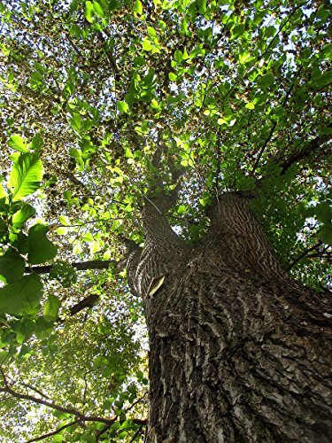 Bergulme 50+ Samen -ulmus glabra- von Samenchilishop