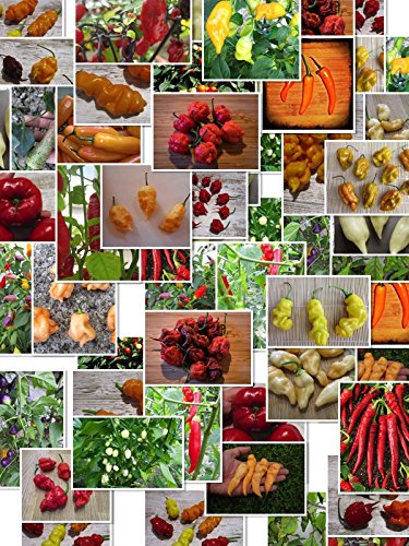 Chili Sortiment XXL 200 + ☆ 20 Sorten a 10 Samen ☆ -Von Klein nach Riesig über Mild zu Ultrascharf- by Samenchilishop Chili Sortiment XXL 200 + ☆ 20 Sorten a 10 Samen ☆ -Von Klein nach Riesig über Mild zu Ultrascharf- by Samenchilishop von Samenchilishop