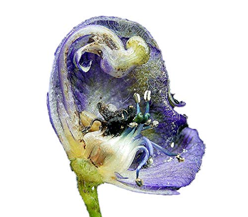Echter Blauer Eisenhut (Aconitum napellus) 50 frische Samen von Samenchilishop