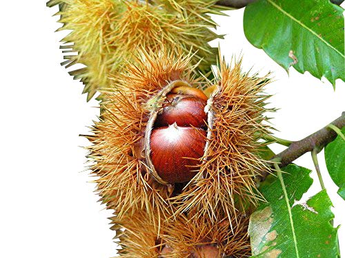 Esskastanie/Edelkastanie -Castanea sativa- 8 große Samen von Samenchilishop