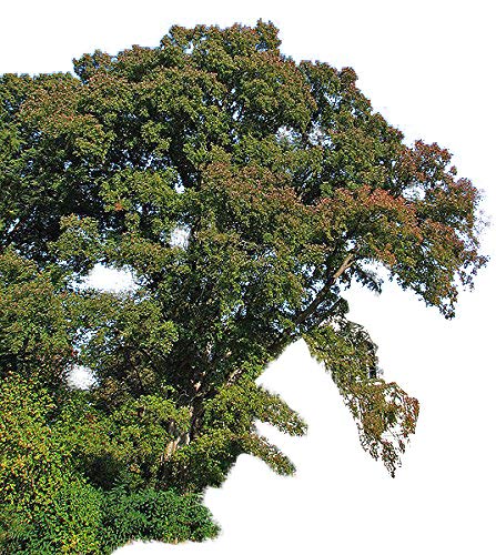 Feldulme 50 Samen -ulmus minor- von Samenchilishop