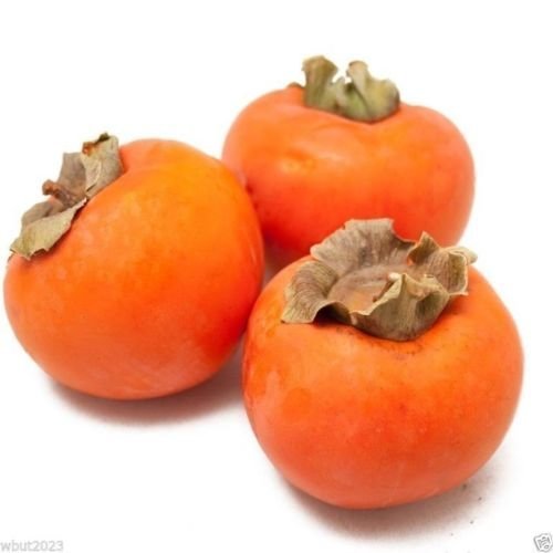 Kaki, Kakibaum 10 Samen -Diospyros kaki- (Winterhart bis -15 C°) von Samenchilishop