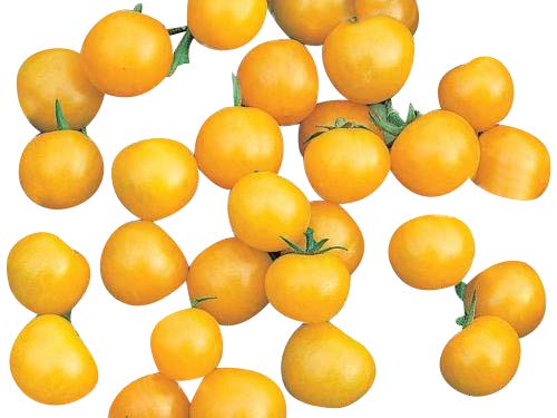 Tomate -Honigbeere Gelb- 10 Samen (F1) von Samenchilishop