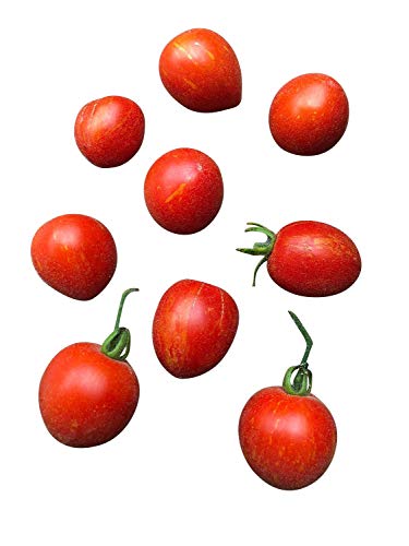 Topf/Balkon Tomate -Fuzzy Wuzzy- 10 Samen von Samenchilishop