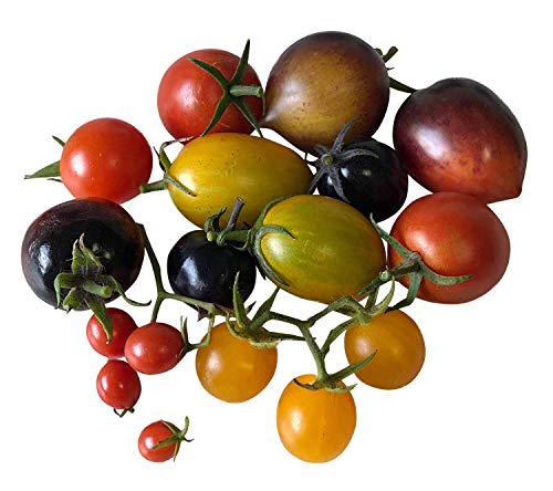 Zuckersüßer Tomaten-Samen Mix ★ Top Ertrag & Sehr Süß ★ 5 Arten by Samenchilishop von Samenchilishop