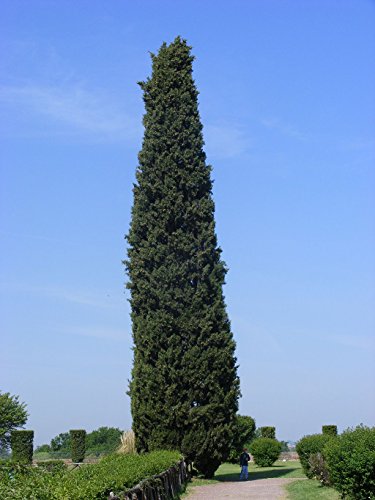 1000 Samen Mittelmeer-Zypresse (Cupressus sempervirens) von Samenchilishop