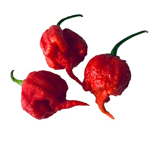 250 Samen CAROLINA REAPER (AKA HP22B) ***Neue Züchtung, Schärfer als Moruga*** Aktueller Weltrekord von Samenchilishop