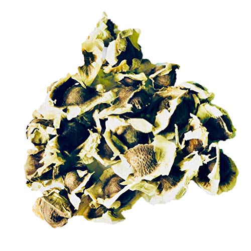 500 Samen Meerrettichbaum -Moringa oleifera- >>>Der Vitaminbaum der sehr schnell wächst<<< 500 Samen Meerrettichbaum -Moringa oleifera- >>>Der Vitaminbaum der sehr schnell wächst<<< von Samenchilishop