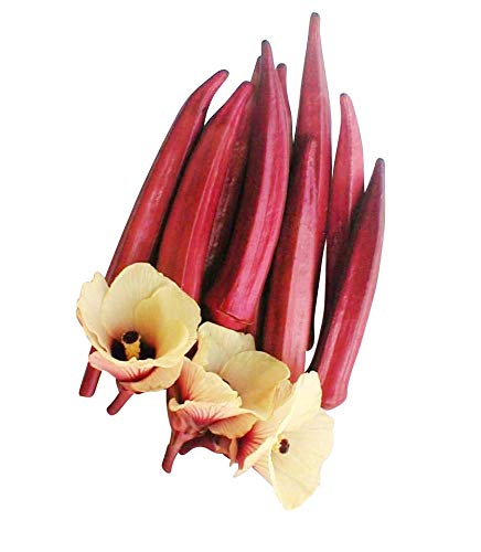 500 Samen Rote Okra -Abelmoschus esculentus- ***Kalorienarme*** von Samenchilishop
