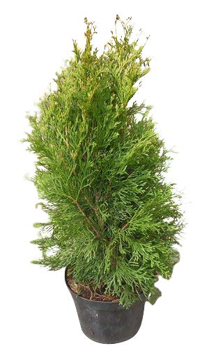 5000+ Samen Thuja -Abendländischer Lebensbaum- Lat : Thuja occidentalis 5000+ Samen Thuja -Abendländischer Lebensbaum- Lat : Thuja occidentalis von Samenchilishop