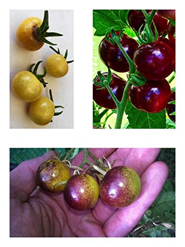 Antho Tomaten Samen Set 3 Sorten (zu je10 Samen) Neue Raritäten von Samenchilishop