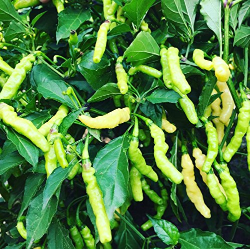 Aribibi Gusano Chili Weiß 10 Samen -Lustige Chili-Sorte- Aribibi Gusano Chili Weiß 10 Samen -Lustige Chili-Sorte- von Samenchilishop