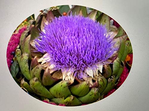 Artischocke -Cynara cardunculus- 25 Samen von Samenchilishop