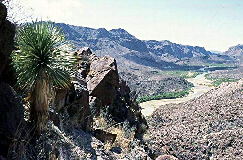 Blaue Yucca Palme -yucca rostrata- 10 Samen -Winterhart- von Samenchilishop