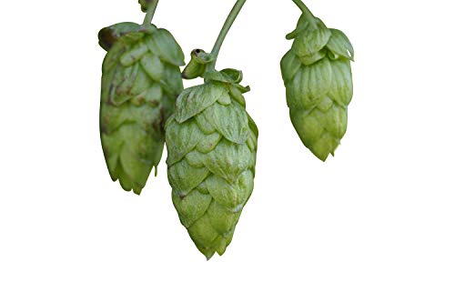 Echter Hopfen (Humulus lupulus) 25 Samen -Selbst Bier brauen- von Samenchilishop