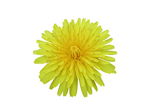 Echter Löwenzahn -Taraxacum- 500 Samen -Bienenweide- von Samenchilishop