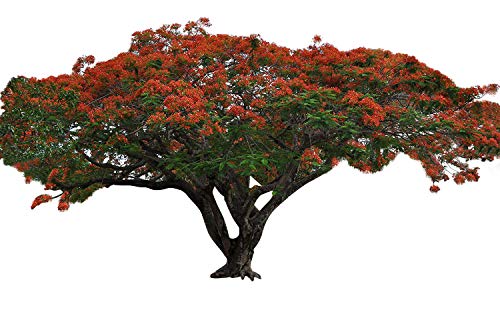 Flammenbaum (Delonix regia) 10 Samen von Samenchilishop