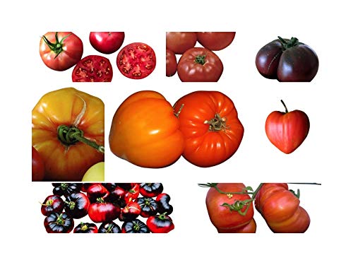 Fleischtomaten Saatgut Set 8 x 10 Samen (Alte-Historische Sorten) Tomaten Mit Geschmack von Samenchilishop