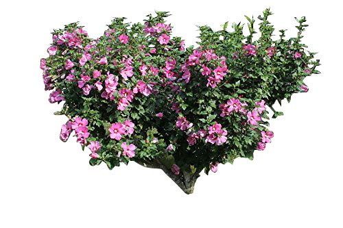 Garten/Strauch Eibisch -Hibiscus Syriacus- 350 Samen von Samenchilishop