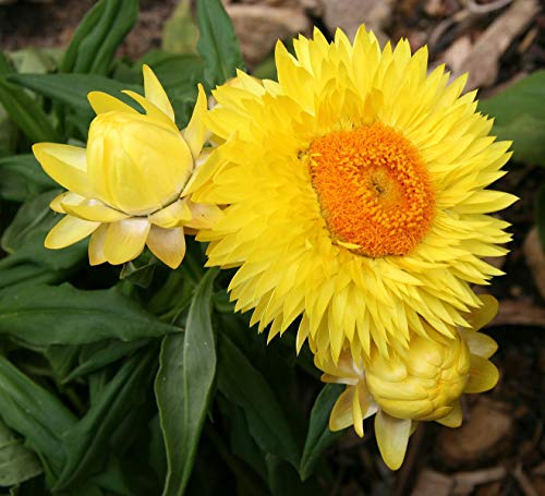 Garten-Strohblume Gelb/Orange 25 Samen -Xerochrysum bracteatum- von Samenchilishop