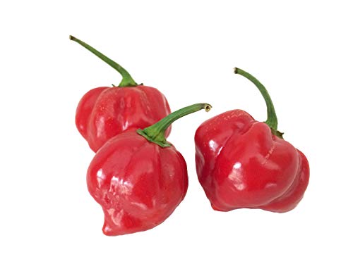 Habanero Red Savina 10 Samen (Extrem scharfe Chili) Ehemalige Weltmeisterin in Sache Schärfe von Samenchilishop