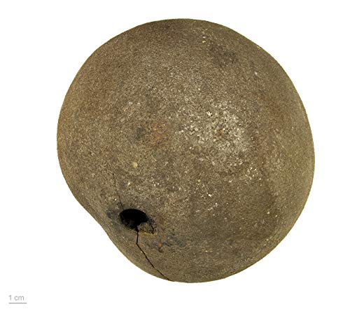 Kanonenkugelbaum 10 Samen -Couroupita guianensis- von Samenchilishop