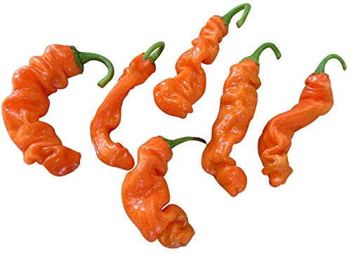 Penis Chili *Orange* 10 Samen (Peter-Pepper)"Der Blickfang im Garten" >>>Eignet sich hervoragend als Geschenk<<< von Samenchilishop
