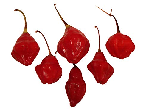 Rainforest (Glocken-Lampion-Chili) 20 Samen von Samenchilishop